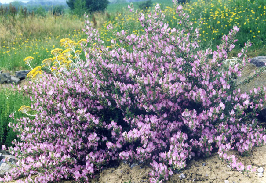 Ononis spinosa en fleurs sur un talus calcaire en Europe